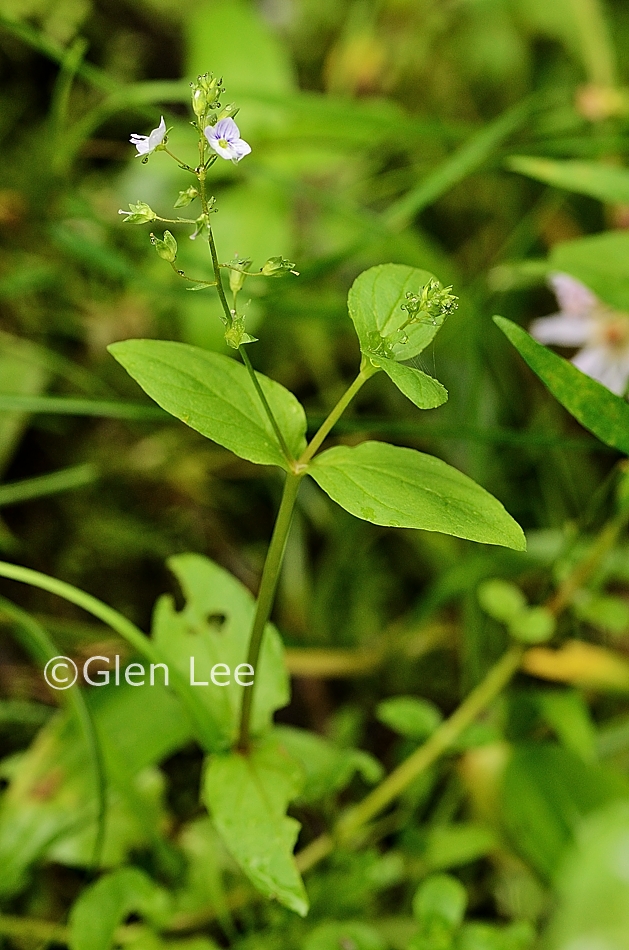 Veronica anagallisaquatica photos Saskatchewan Wildflowers